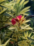 Nerium Oleander Variegata